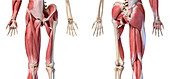 Human hip, leg and hand anatomy, illustration