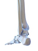 Ankle joint, illustration