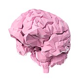 Brain, illustration