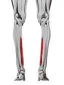 Flexordigitorum longus muscle, illustration