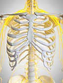 Nerves of the thorax, illustration