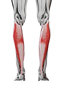 Soleus muscle, illustration