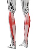 Soleus muscle, illustration