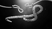 Ebola virus, illustration