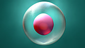 Egg cell, illustration