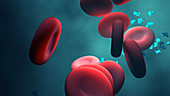 Red blood cells and protein, illustration