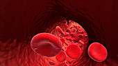 Red blood cells, illustration