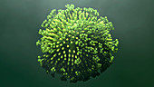 Flu virus, illustration