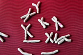 Replicating chromosomes, conceptual image