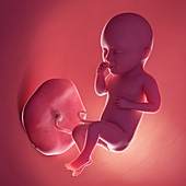 Fetus at week 34, illustration