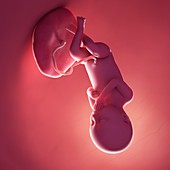 Fetus at week 36, illustration
