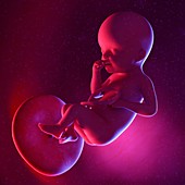 Fetus at week 25, illustration