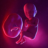 Fetus at week 33, illustration