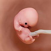 Fetus at week 8, illustration
