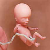Fetus at week 14, illustration