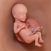 Fetus at week 26, illustration