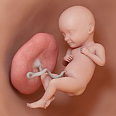 Fetus at week 32, illustration