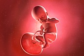 Fetus at week 21, illustration