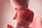 Fetus at week 16, illustration