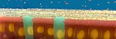 Ciliated epithelial and goblet cells, illustration