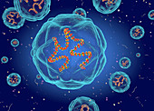 Coxsackie virus structure, illustration