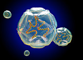 Coxsackie virus structure, illustration