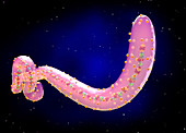Ebola virus structure, illustration