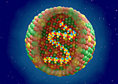 Foot and mouth virus, illustration