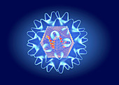 Hanta virus structure, illustration