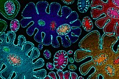 Microbes, conceptual illustration