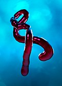 Ebola, illustration