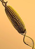 GM corn, illustration