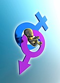Gender symbols and baby, illustration