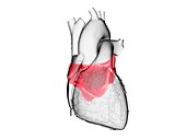 Heart's left atrium, illustration