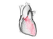 Heart's left ventricle, illustration