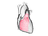 Right ventricle, illustration