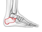 Calcaneus bone, illustration