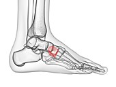 Lateral cuneiform bone, illustration