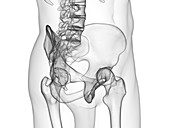 Hip joint, illustration