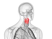 Human larynx, illustration