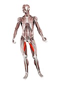 Adductor longus muscle, illustration