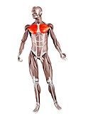 Pectoralis major muscle, illustration