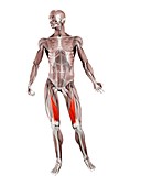 Vastus medialis muscle, illustration