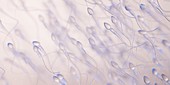 Human sperm, illustration