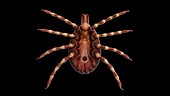 Hyalomma tick, illustration