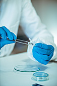 Laboratory technician working with chip implants