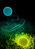 Entangled photons interacting with matter, illustration