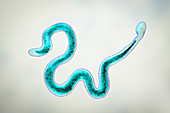 Brugia malayi parasitic worm, illustration