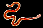 Brugia malayi parasitic worm, illustration