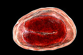 Threadworm eggs, illustration